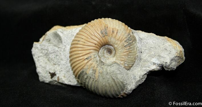 Cadoceras Ammonite In Matrix ( inches) #1074